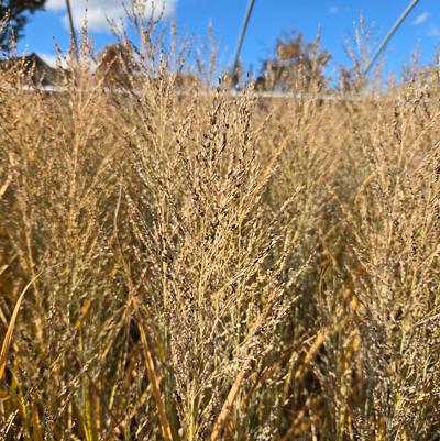 Panicum virgatum 'Smoking Gun'