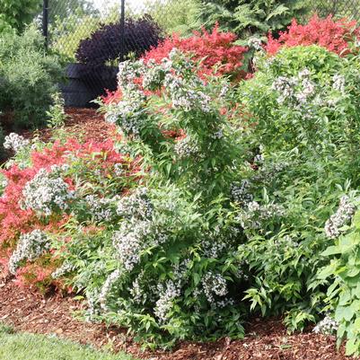 Abelia mosanensis Sweet Emotion Blaze™