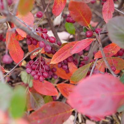 Aronia arbutifolia Berry Scape®