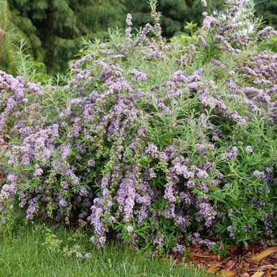 Buddleia alternifolia Mop Top™