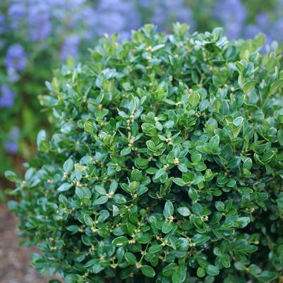 Buxus microphylla Netball®