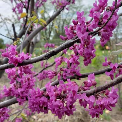 Cercis canadensis Luscious Lavender™