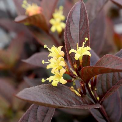 Diervilla x Kodiak Jet Black™