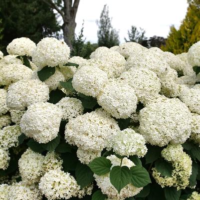 Hydrangea arborescens Incrediball Storm Proof™