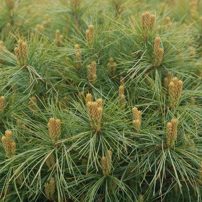 Pinus strobus Soft Touch