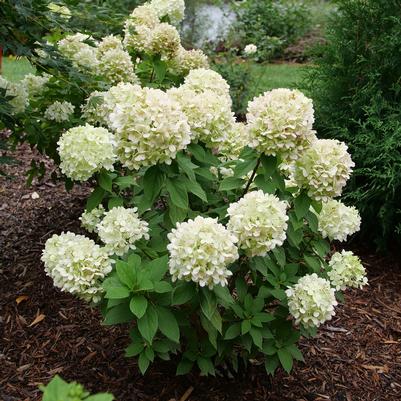 Hydrangea paniculata Powerball™