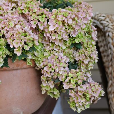Hydrangea x Fairytrail Fresco®