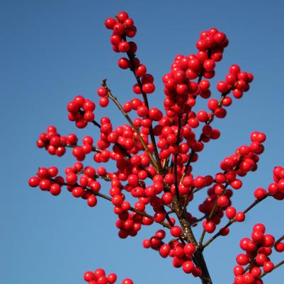 Ilex verticillata Magical® Berry