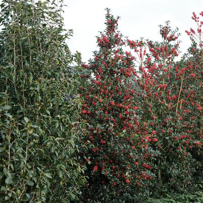 Ilex meserve Magical® Amore