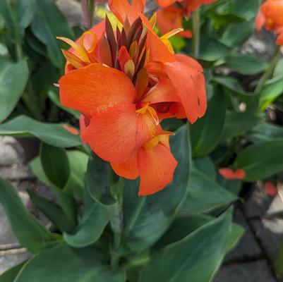Canna Cannova® Orange Shades