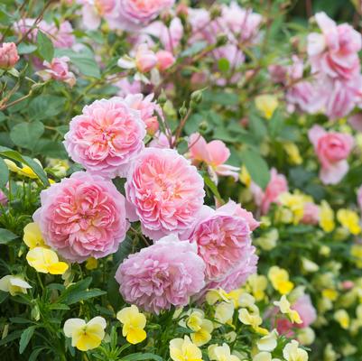 Rosa 'Anne Boleyn'