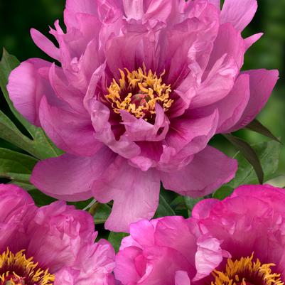 Paeonia x ITOH 'First Arrival'