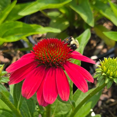 Echinacea x Sunmagic® 'Vintage Lipstick'