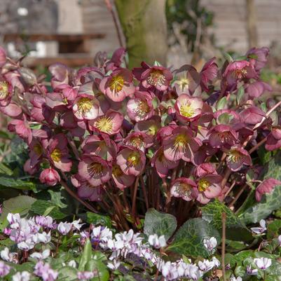 Helleborus x Frostkiss® Elemental®