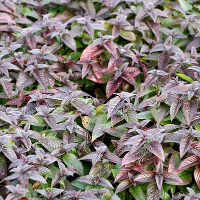 Monarda bradburiana 'Midnight Oil'