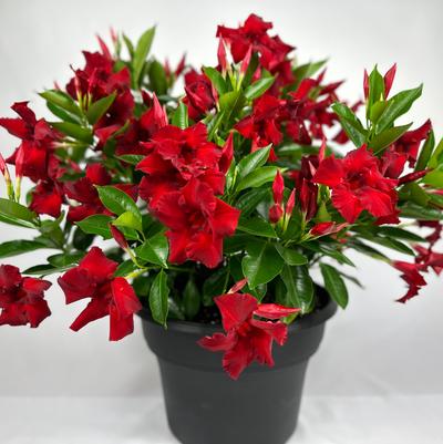 Mandevilla Sundenia® Red Improved