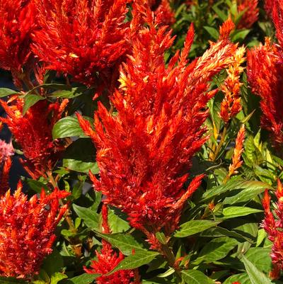 Celosia 'Kelos Fire Orange'