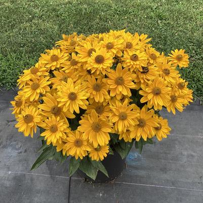 Rudbeckia x Sunbeckia® Emma