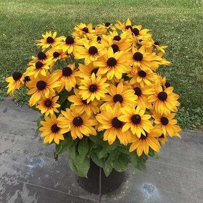Rudbeckia x Sunbeckia® Marilyn