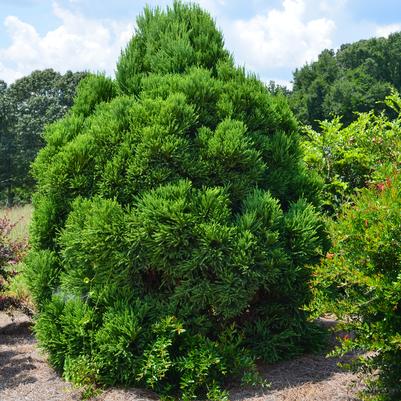 Cryptomeria japonica Chapel View™