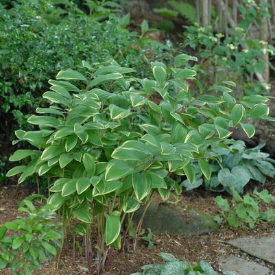 Polygonatum odoratum 'Variegatum'