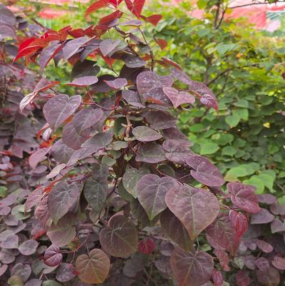 Cercis canadensis Garden Gems® Amethyst