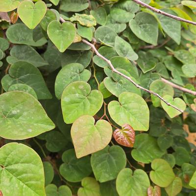 Cercis canadensis Garden Gems® Emerald