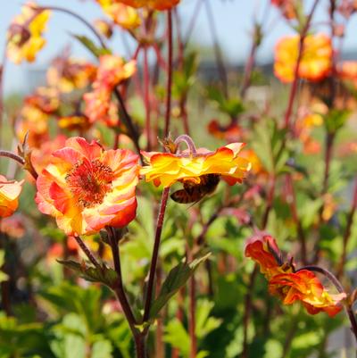 Geum Tempo™ 'Fiesta'