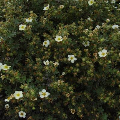 Potentilla fruticosa Abbottswood