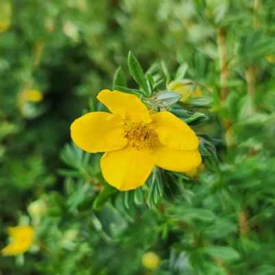 Potentilla fruticosa Goldfinger