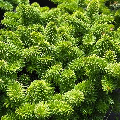 Abies balsamea 'Nana'