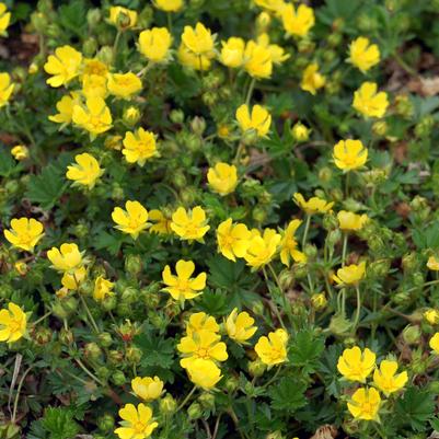 Potentilla verna 'Nana'