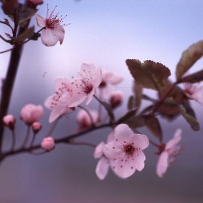 Prunus cerasifera 'Thundercloud'