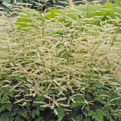 Aruncus x 'Misty Lace'
