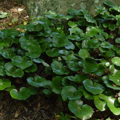 Asarum europaeum 