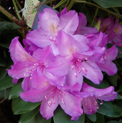 Rhododendron cat. 'Boursault'