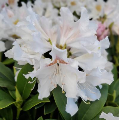 Rhododendron cat. 'Cunningham's White'