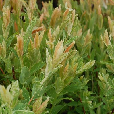 Salix integra 'Hakuro Nishiki'