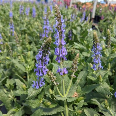 Salvia x sylvestris 'Blue Hill'