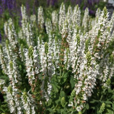 Salvia x sylvestris 'Snow Hill'