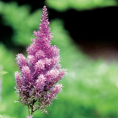 Astilbe chinensis 'Pumila'