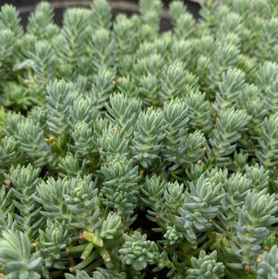 Sedum reflexum 