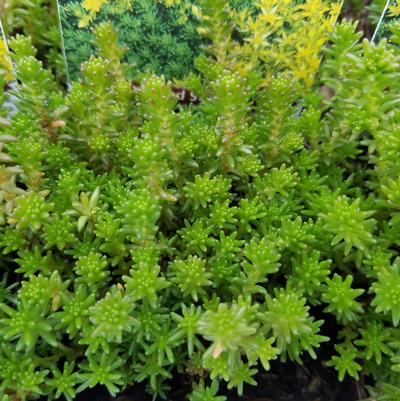 Sedum sexangular 