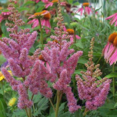 Astilbe chinensis 'Visions'