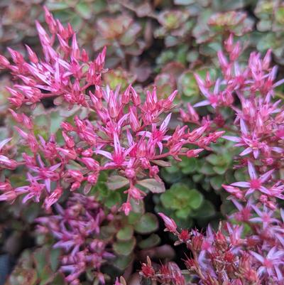 Sedum spurium 'Fuldaglow'