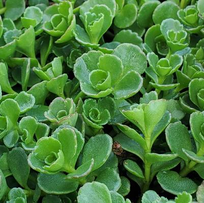Sedum spurium 'John Creech'