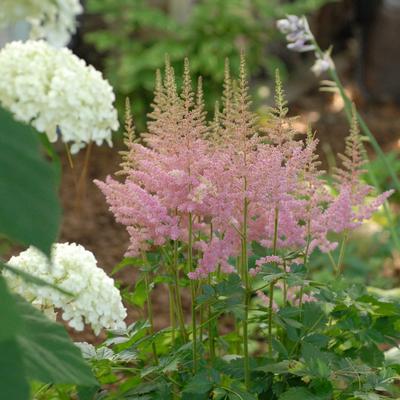 Astilbe chinensis 'Vision in Pink'