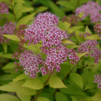 Spiraea bumalda 'Goldmound'