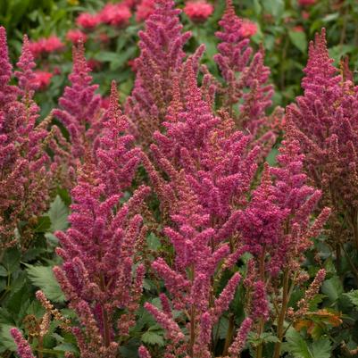 Astilbe chinensis 'Vision in Red'