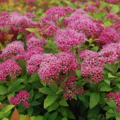 Spiraea japonica 'Magic Carpet'